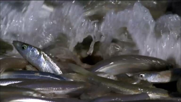 Gulf Grunion Beach Spawning