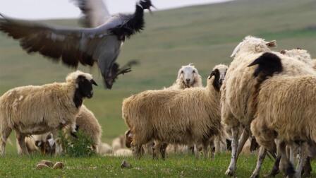 How Crane Parents Defend Their Eggs