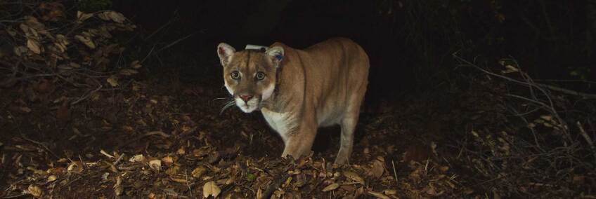 An image of P-22 showing his recovery from mange November 2014. | National Park Service/Flickr