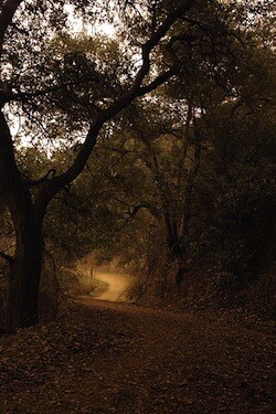 A Griffith Park trail.