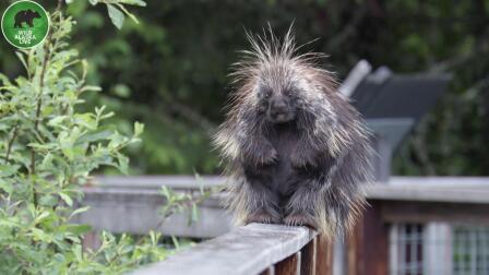Porcupine Problems