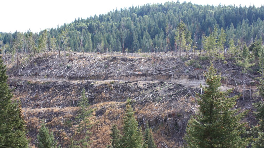 Clearcut