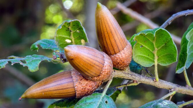 live-oak-acorns-11-14-16.jpg