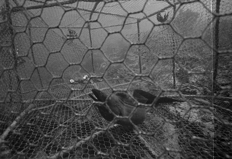 Moray Eel in a fish trap in 1973 | Photo: courtesy Phil Dustan