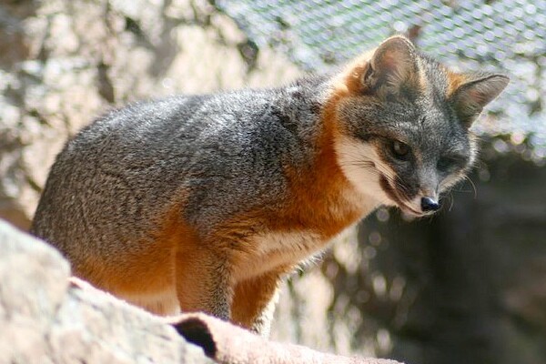 foxchannel4