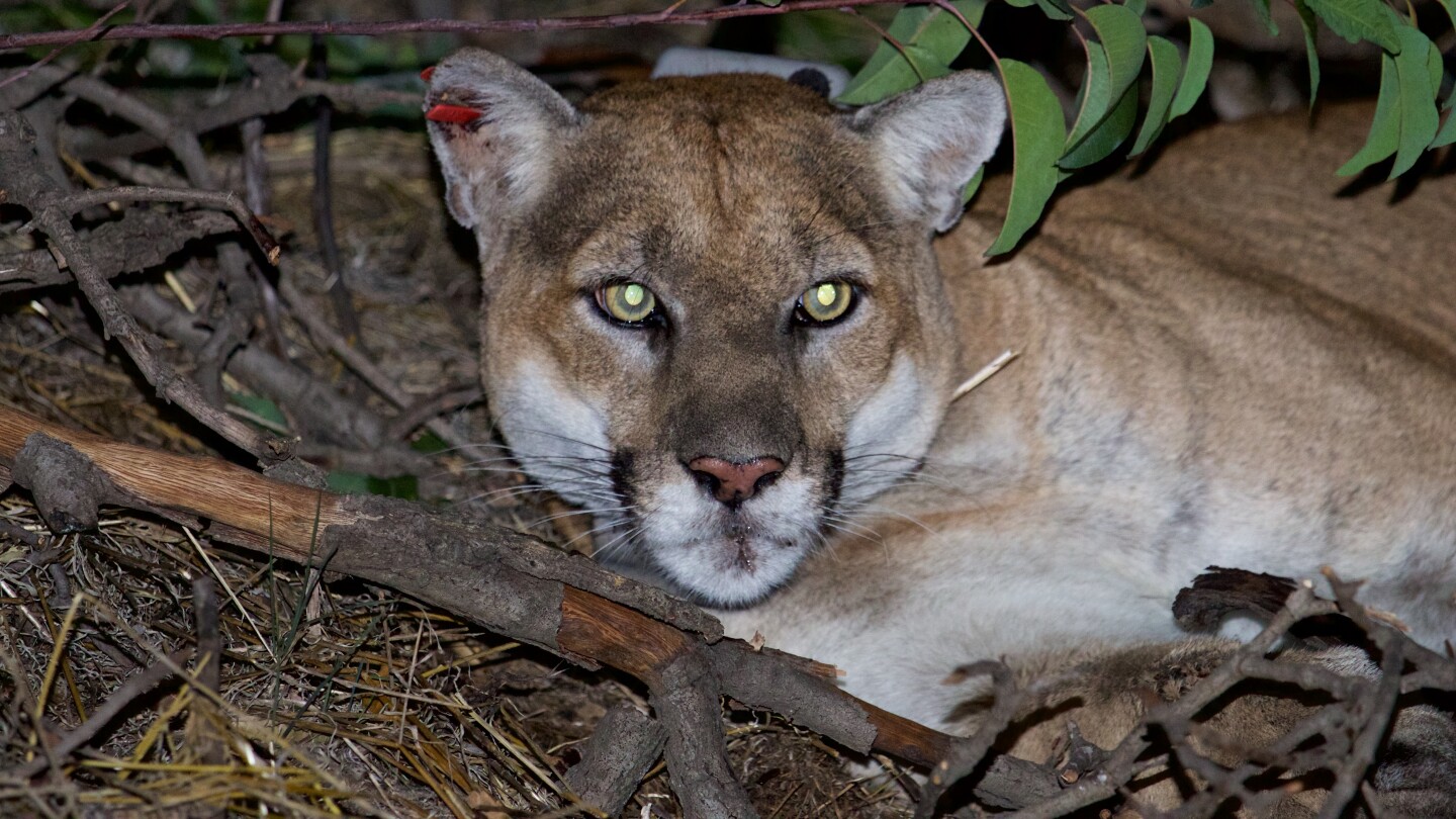 puma-22-nps-3-10-16.jpg