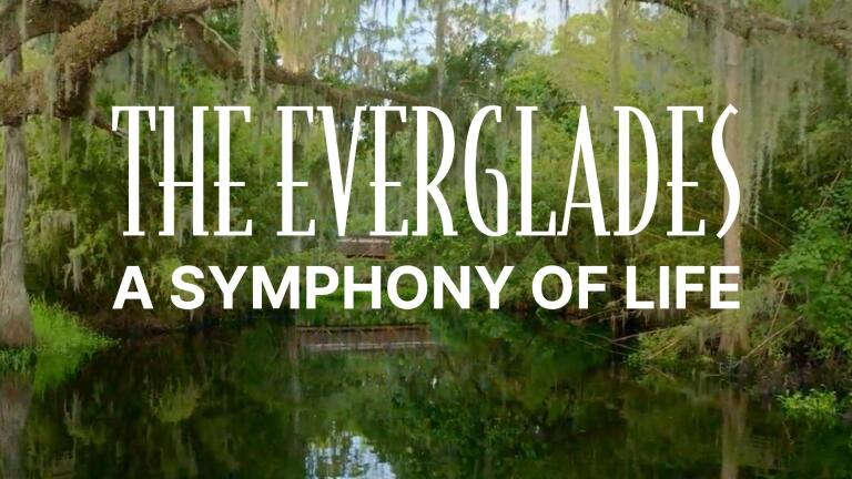 The Everglades: A Symphony of Life