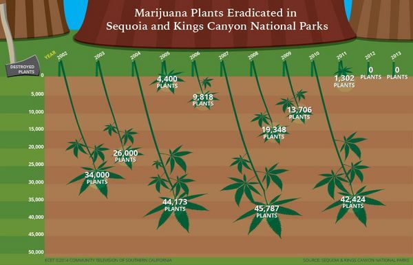 Marijuana cultivation by the numbers. Click through for larger image. | Infographic: Alex Savakis/KCET