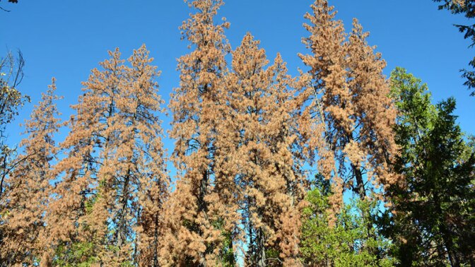 Dead trees in the Sierra Nevada