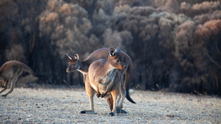 Calculating the Toll of the Australian Wildfires