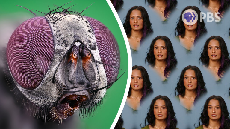 Deep Look - Big Ideas Compound Eyes