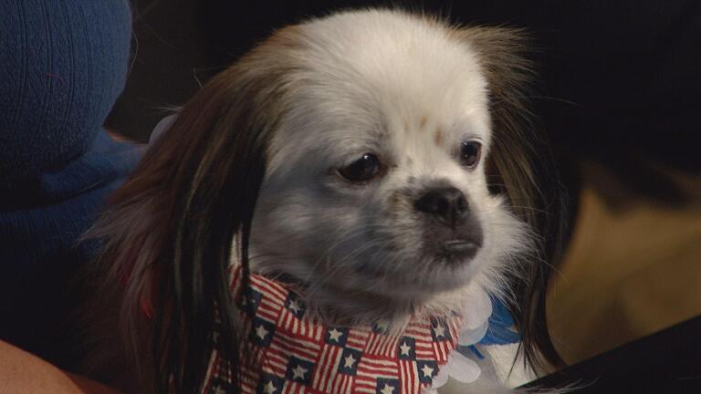 Walk For The Animals 2013