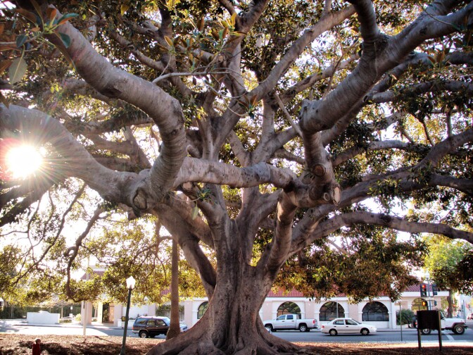 Moreton Bay fig tree | Wendell/Flickr