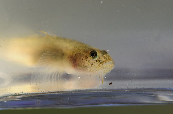 tidewater-goby-3-18-14-thumb-600x398-70667