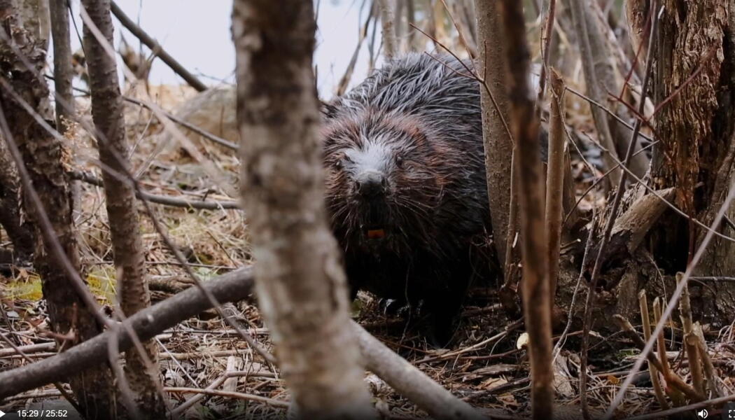 Dam it; Beavers to the Rescue