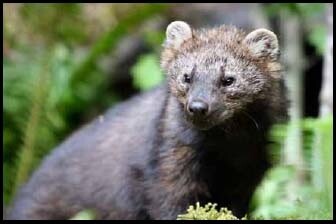 A Pacific Fisher. | Photo: Courtesy Washington Dept. of Fish and Wildlife