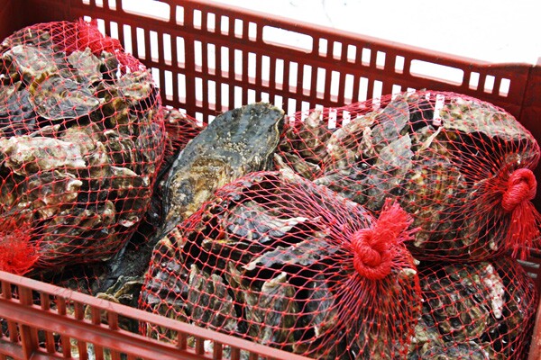 KCET_oysters7