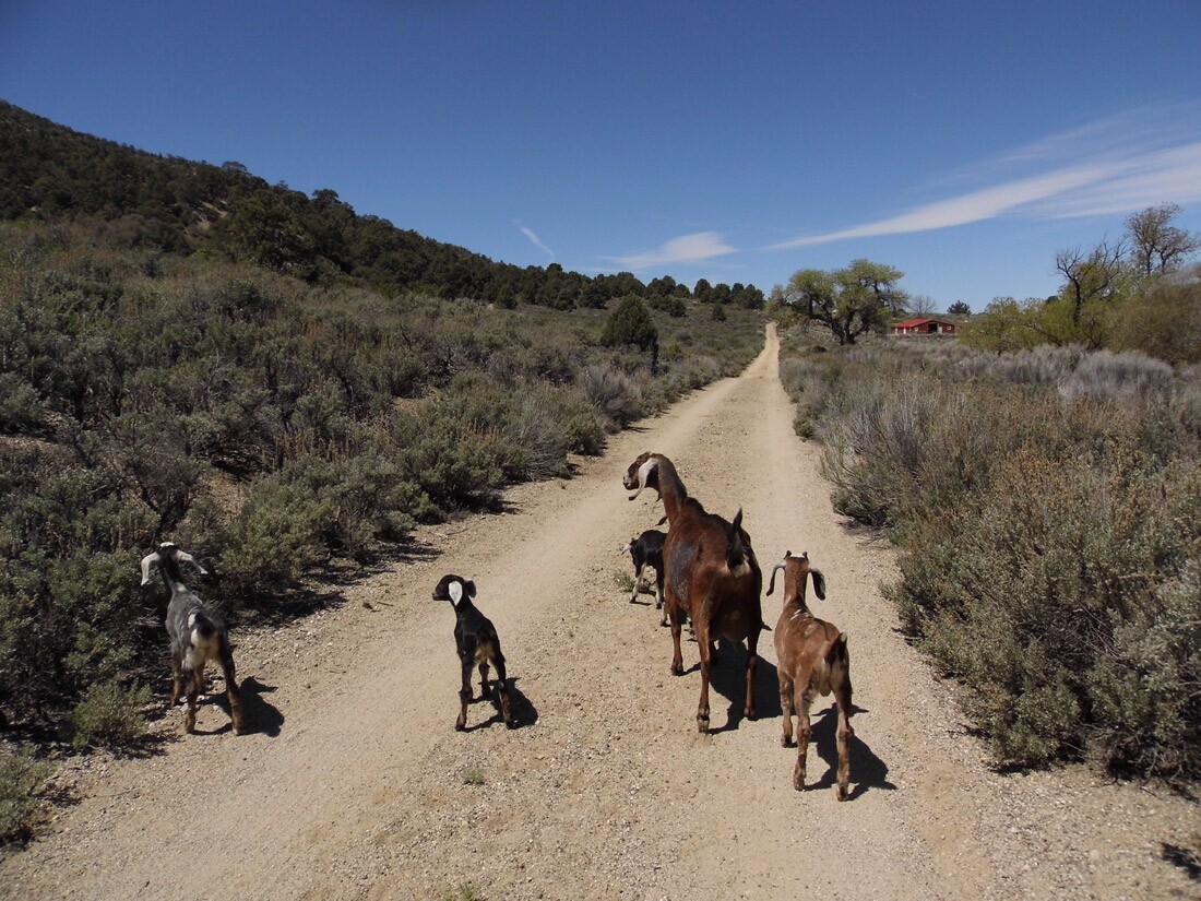 Angeles Crest Creamery (2)