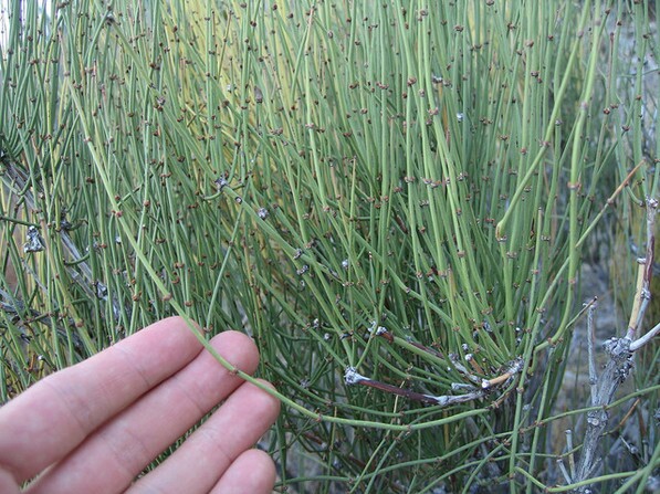 Ephedra-thumb-597x447-22517