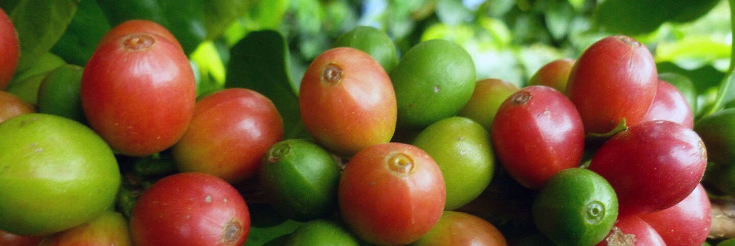 good land organics