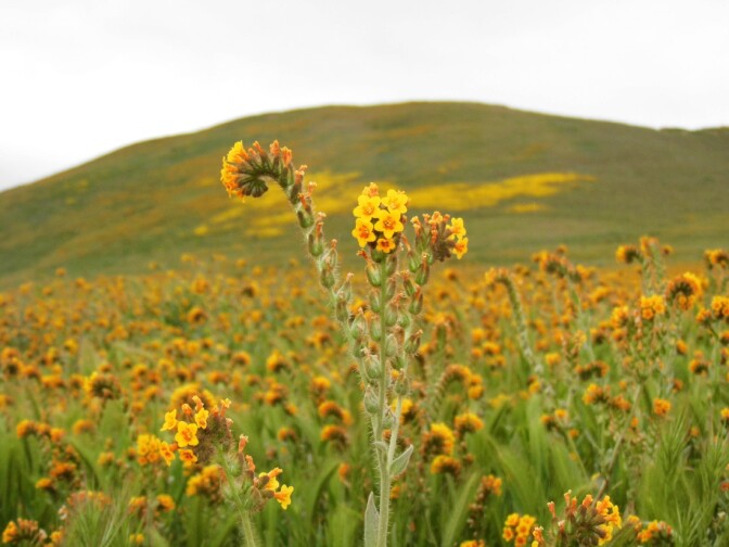 Carrizo Plain superbloom