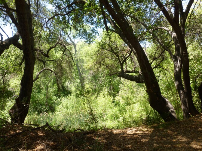 Santa Margarita River and Preserve (2)