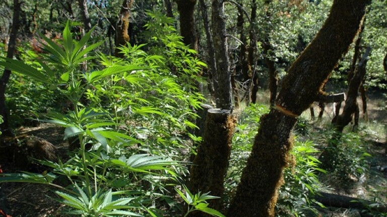 Trees damaged to make room for light to hit marijuana plants in a California national forest. | Photo: Courtesy USFS