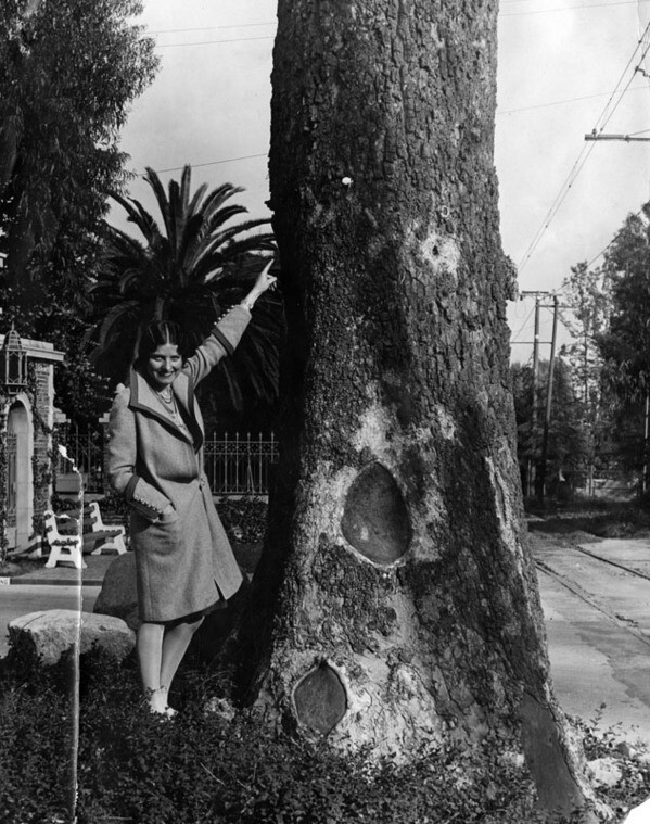 This massive sycamore in the Forest Lawn cemetery doubled as a survey point when Rancho San Rafael was partitioned in 1871. Courtesy of the Photo Collection, Los Angeles Public Library.