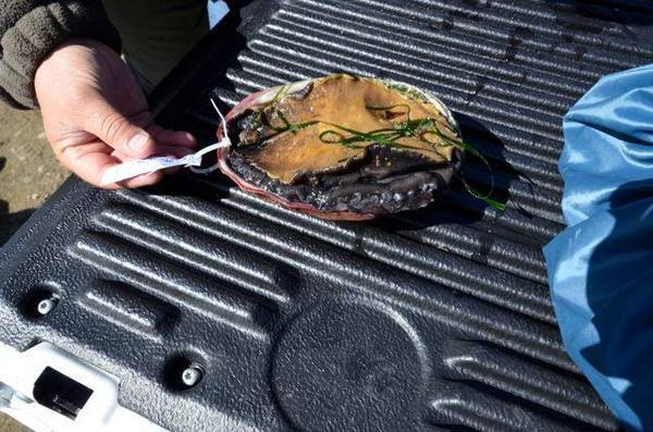 abalone-check2-5-19-14-thumb-600x397-74253