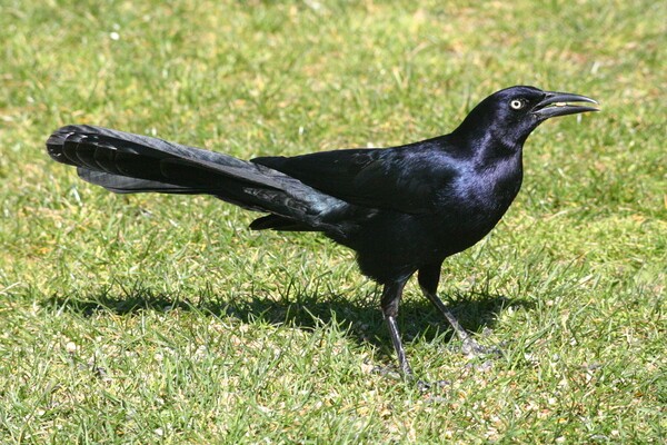 Great-tailed Grackle