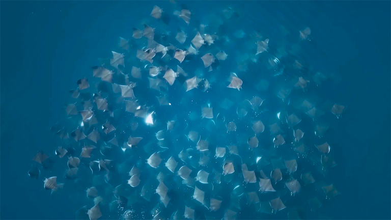 Mobula Rays "Vortex Feeding" Caught on Camera