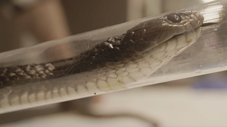 Carer Risks Life to Save One of Australia's Deadliest Snakes