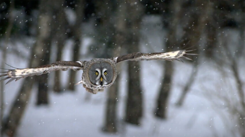 owl