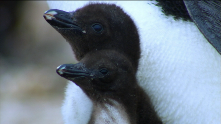 Penguins: Spy in the Huddle - Part 2