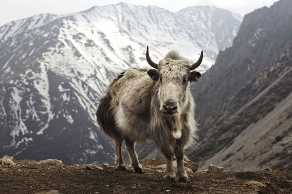 yak