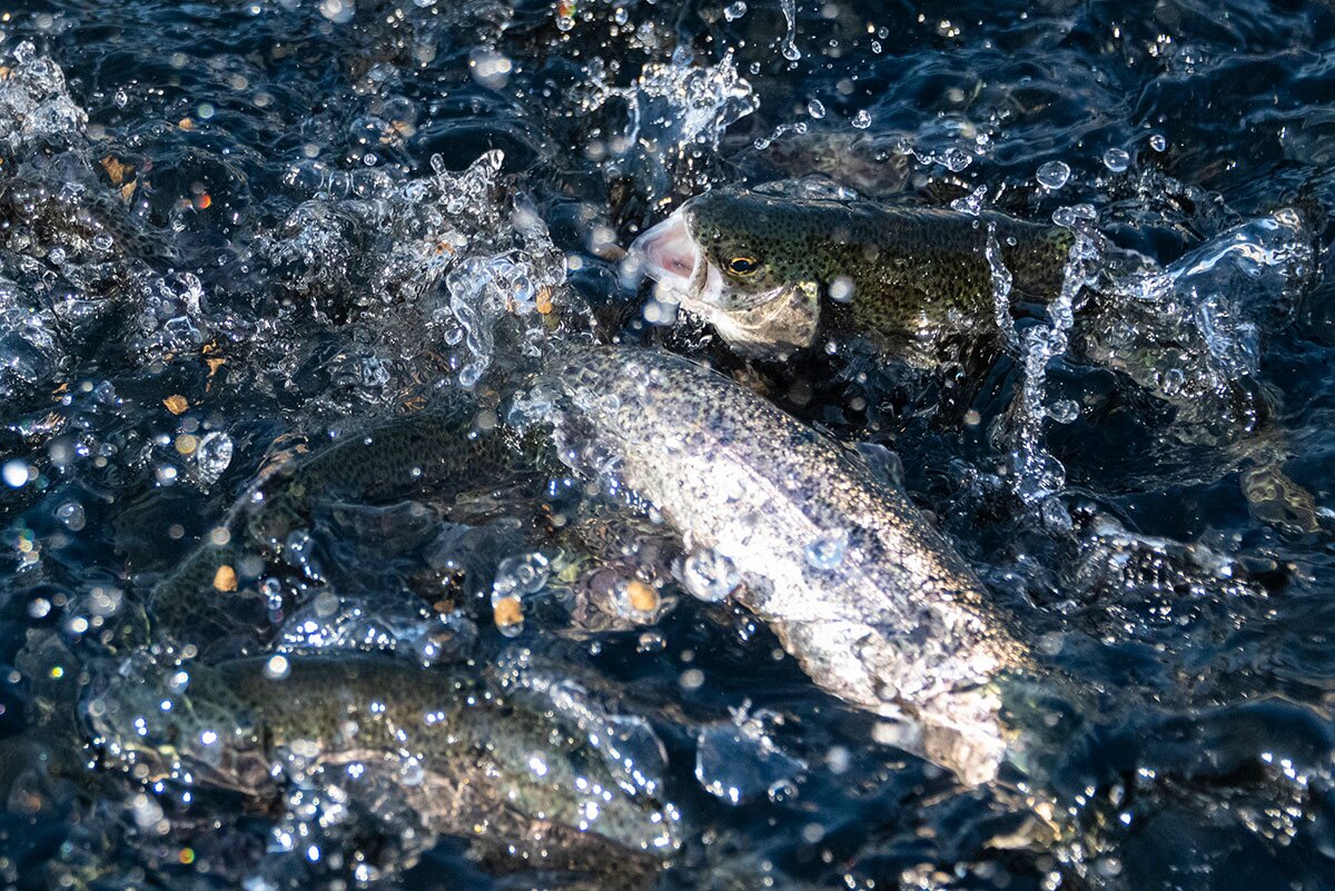Less water in the Delta could negatively impact the Sacramento River | Photo by Yichuan Cao/NurPhoto via Getty Images salmon runs. |
