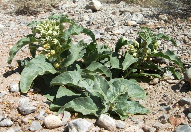asclepias-nyctaginifolia
