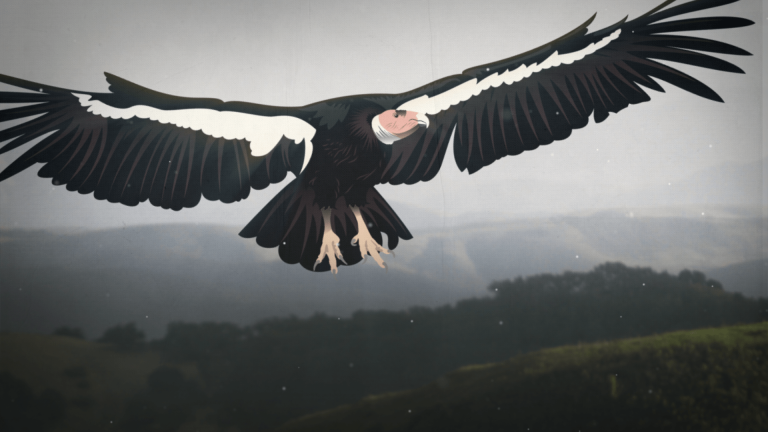 The Giant Bird That Got Lost in Time