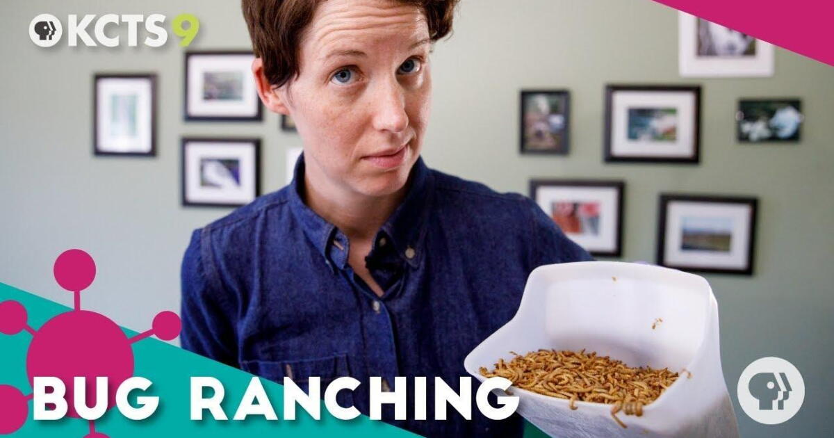 Watch How bug ranching can fix the food system | ReInventors Season 1 ...