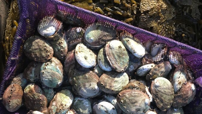 Crate of abalone shells | Earth Focus