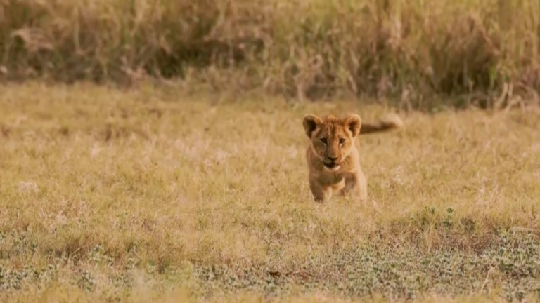 Every Lion Counts