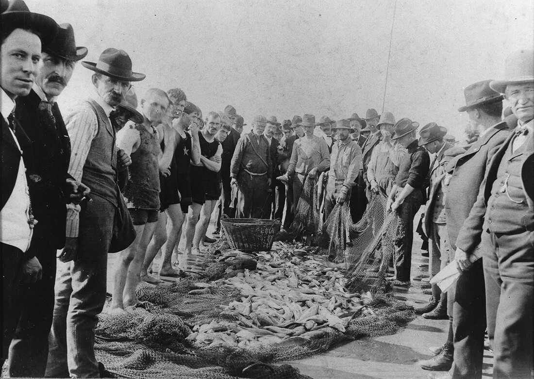 Day's catch at Belmont Shore, Long Beach, California, ca. 1900. | California State Library