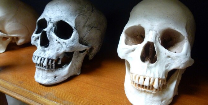 Two fake human skulls are displayed on a wooden shelf.