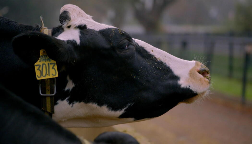 Fighting Cow Methane With Seaweed