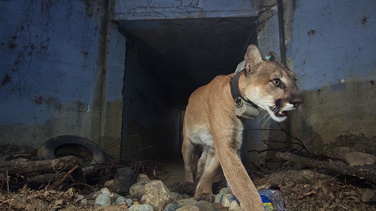 The adult mountain lion known as P-64 crosses under a small culvert under the 101 freeway heading south. | National Park Service / Public Domain