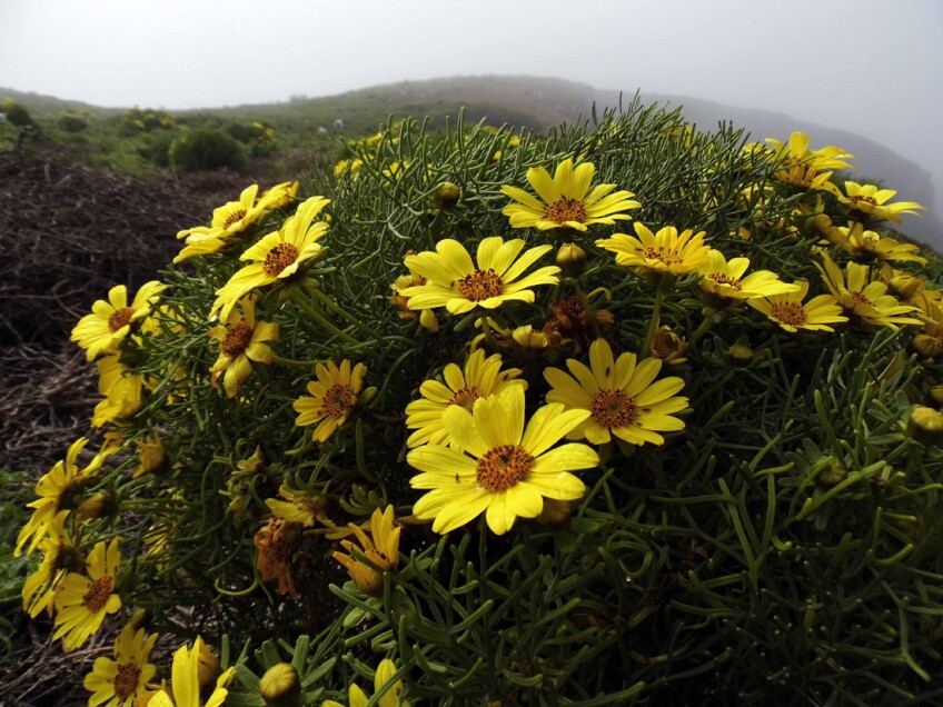 Anacapa Island: Flowers