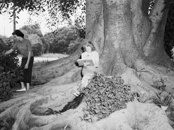 Young women study on the roots of a massive Morton Bay fig in Glendora in 1952. Courtesy of the Los Angeles Examiner Collection, USC Libraries.