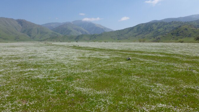 wildflowers