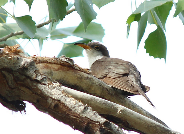 Rare Cuckoo Needs Greater Protection Group Urges Kcet