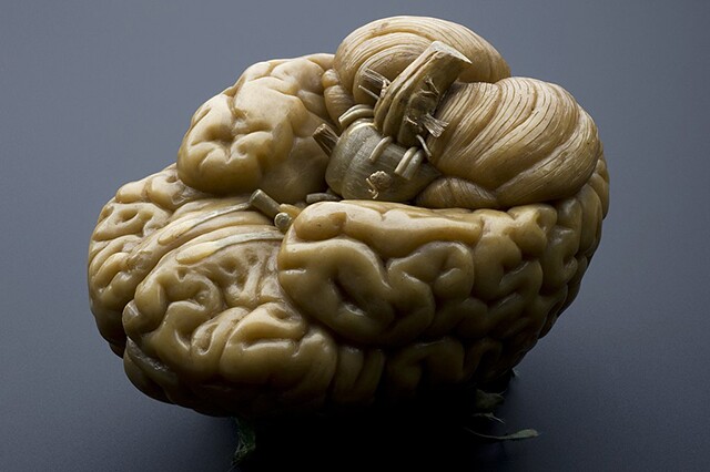 Wax model of a human brain, early19th century | Photo: Wellcome Image (CC BY 4.0)